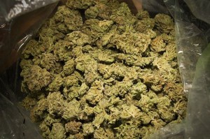 Cannabis also called marijuana, wee is widely used around the world although it is illegal