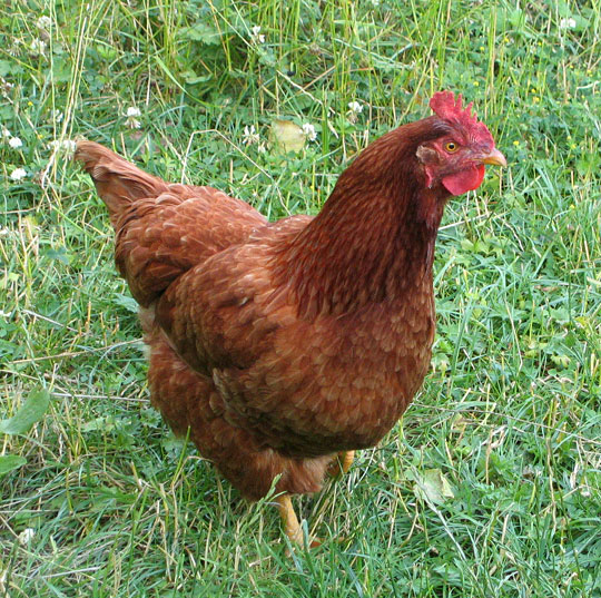 chickenn