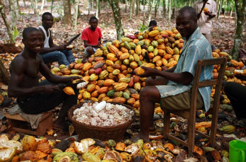 cocoa farners