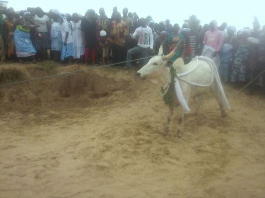 The cow just before it was sunk into the sea as sacrifice