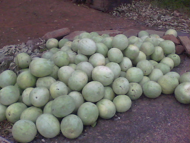 watermelon gone bad1