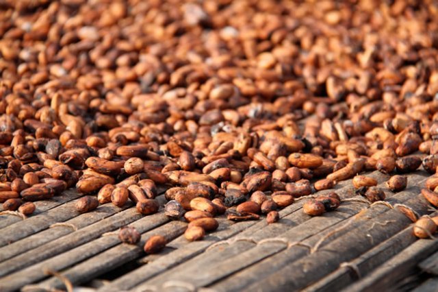 cocoa beans