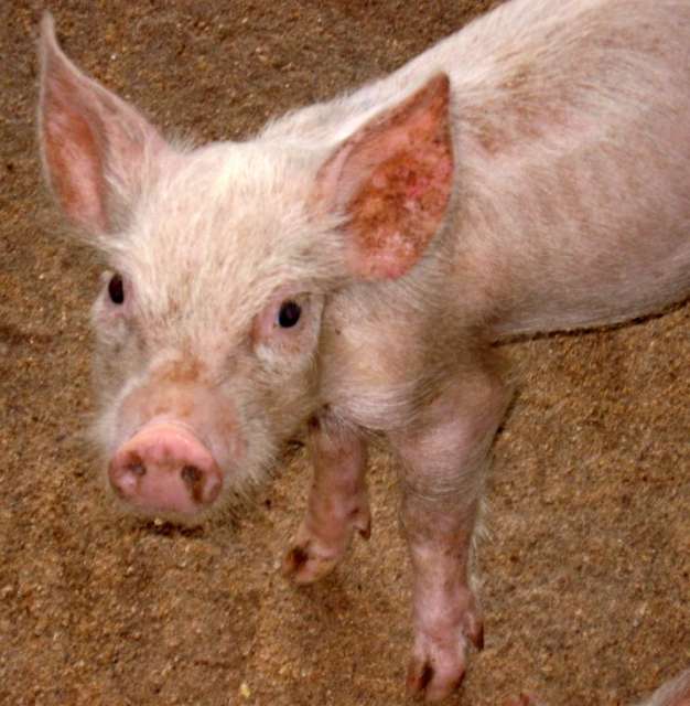 pig