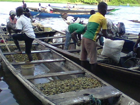 Ada clam market a potential source of livelihood